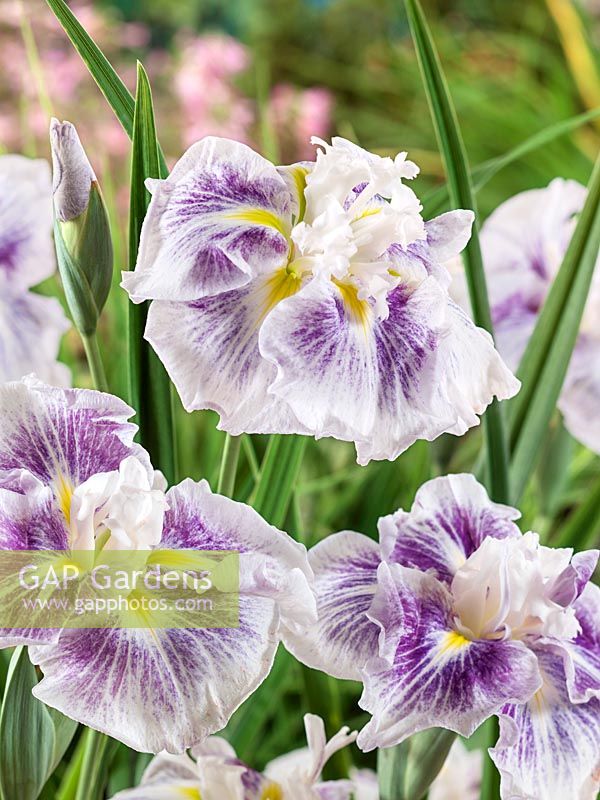 Iris ensata 'Angel Mountain'